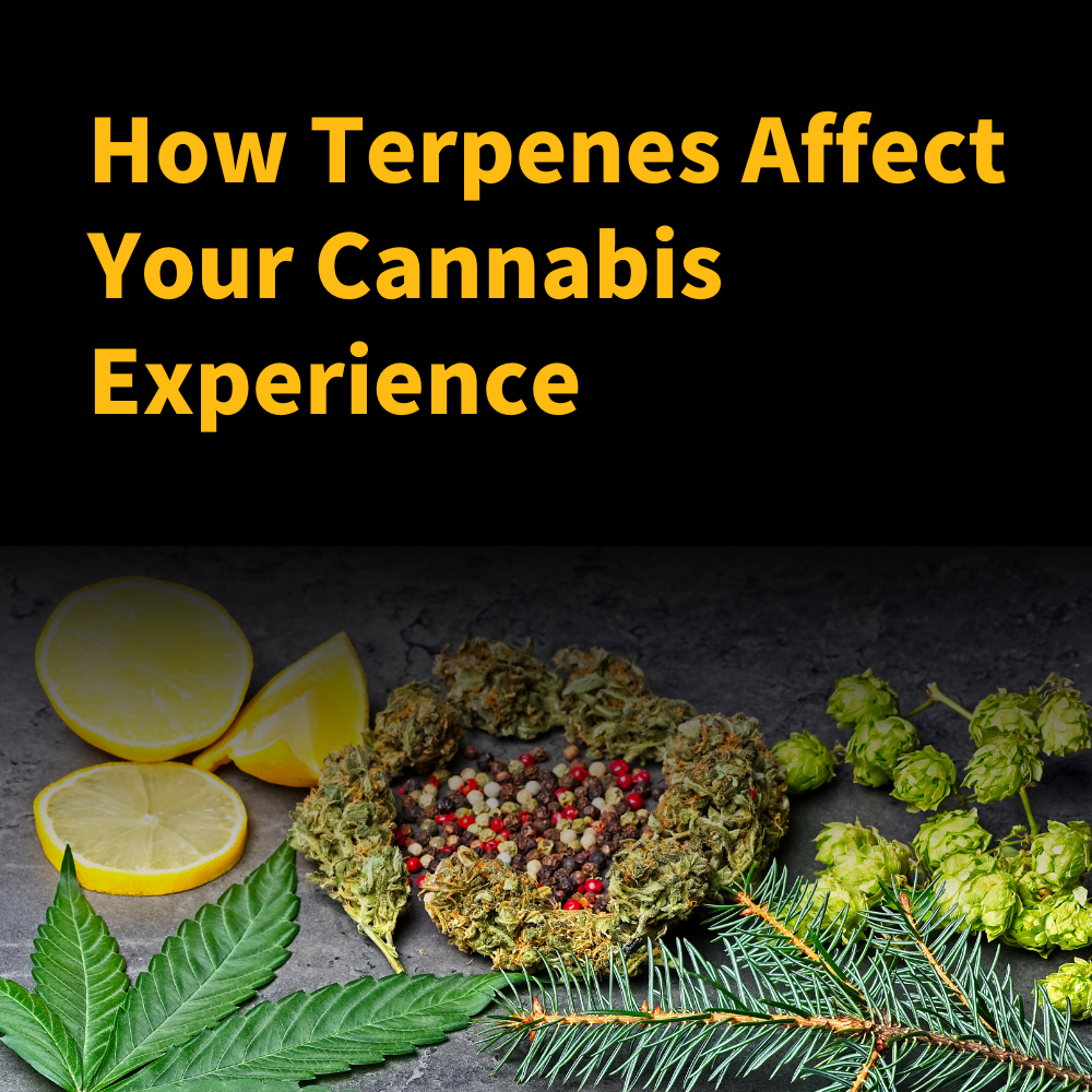 How Terpenes Affect Your Cannabis Experience